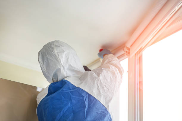 Best Mold Removal for HVAC Installations in USA