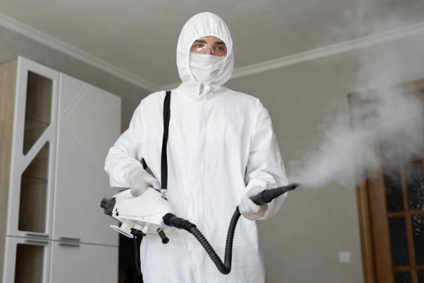 Best Basement Mold Removal in USA